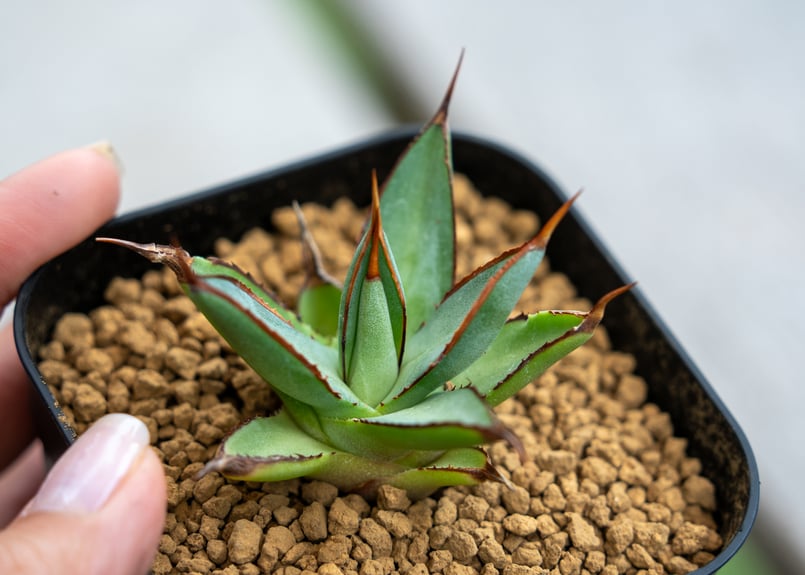 バーントバーガンディ×イシスメンシス　アガベ バーントバーガンディ×イシスメンシス アガベ