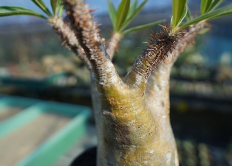 パキポディウム　グラキリス　 Pachypodium Gracilius  No.8