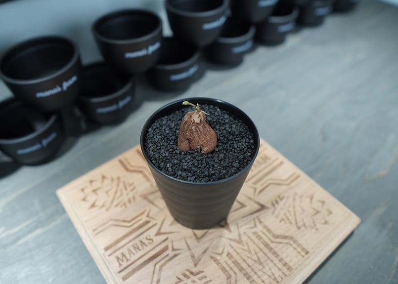 亀甲竜 実生株 No.7 | mana's farm:塊根植物・アガベ・ドライガーデン