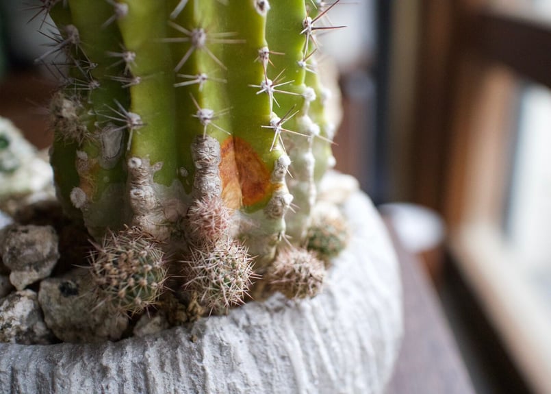 サボテン 初心者でも安心＊サボテン寄せ植えPOT | mana's farm:塊根植物・アガベ