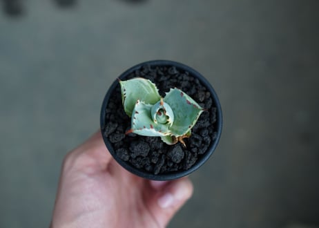 アガベ　兜蟹錦　Agave isthmensis “Kabutogani” variegata  No.1