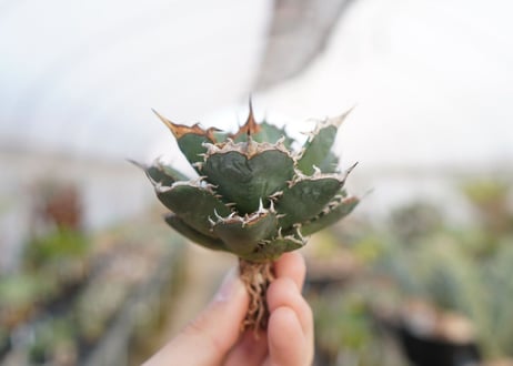 agave titanota  FO-76　No.5