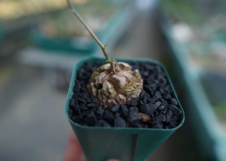 亀甲竜　Dioscorea elephantipes　No.1