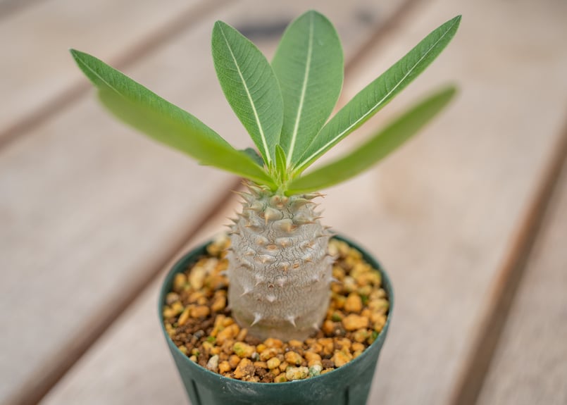 パキポディウム ホロンベンセ | mana's farm:塊根植物・アガベ・ドライ