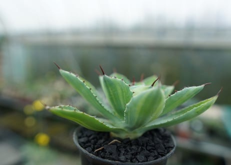 アガベ　 吉祥冠錦　Agave potatorum variegata