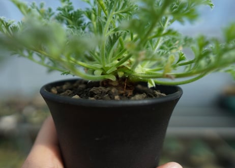 ペラルゴニウム　アッペンディクラツム　Pelargonium appendiculatum　C14