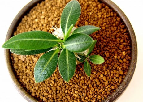 パキポディウム エブレネウム　Pachypodium eburneum  №1(白花)