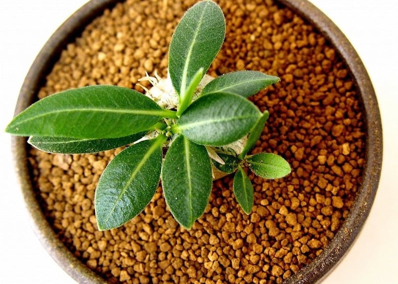 パキポディウム エブレネウム Pachypodium eburneum №1(白花) | m