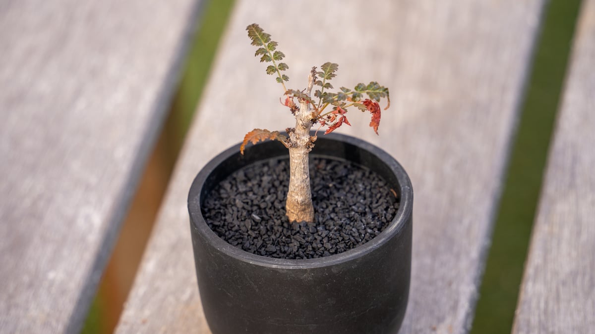 ボスウェリア　ソコトラナ　実生　希少種 ボスウェリア ソコトラナ 実生 希少種 ボスウェリア ソコトラナ