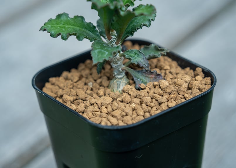 ユーフォルビア アンボボンベンシス | mana's farm:塊根植物・アガベ