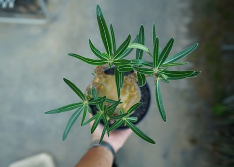 パキポディウム　グラキリス　 Pachypodium Gracilius  No.3