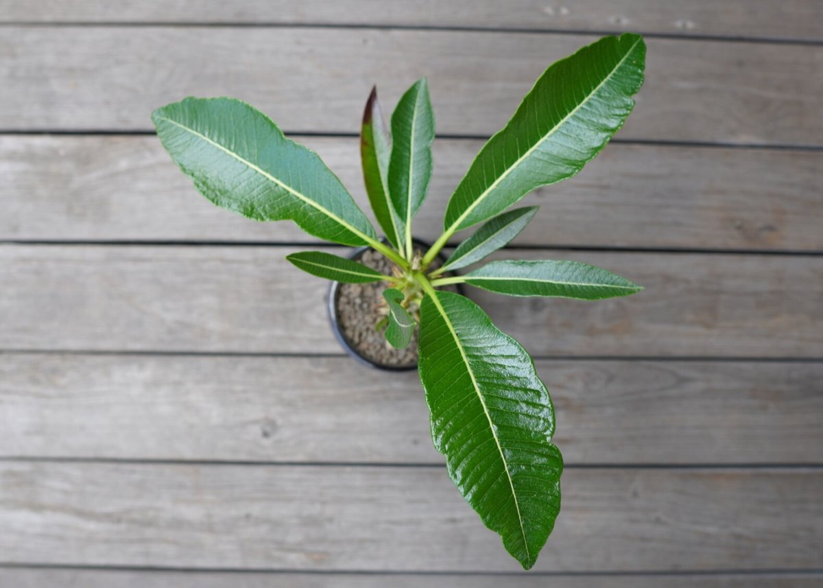 パキポディウム バロニー 実生 Pachypodium baronii | mana's fa