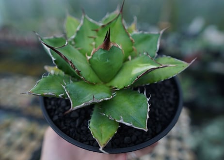 アガベ　チタノタ　Agave titanota　No.1