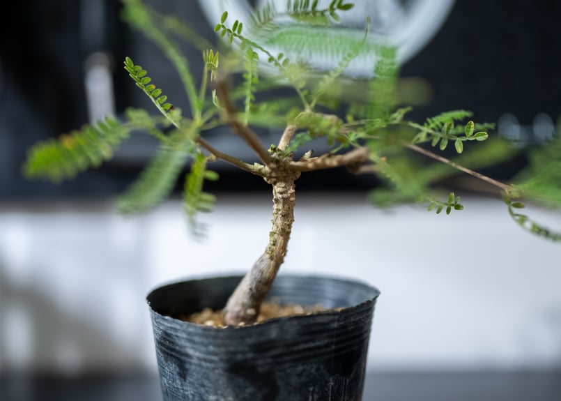 オペルクリカリア ヒファエノイデス | mana's farm:塊根植物・アガベ