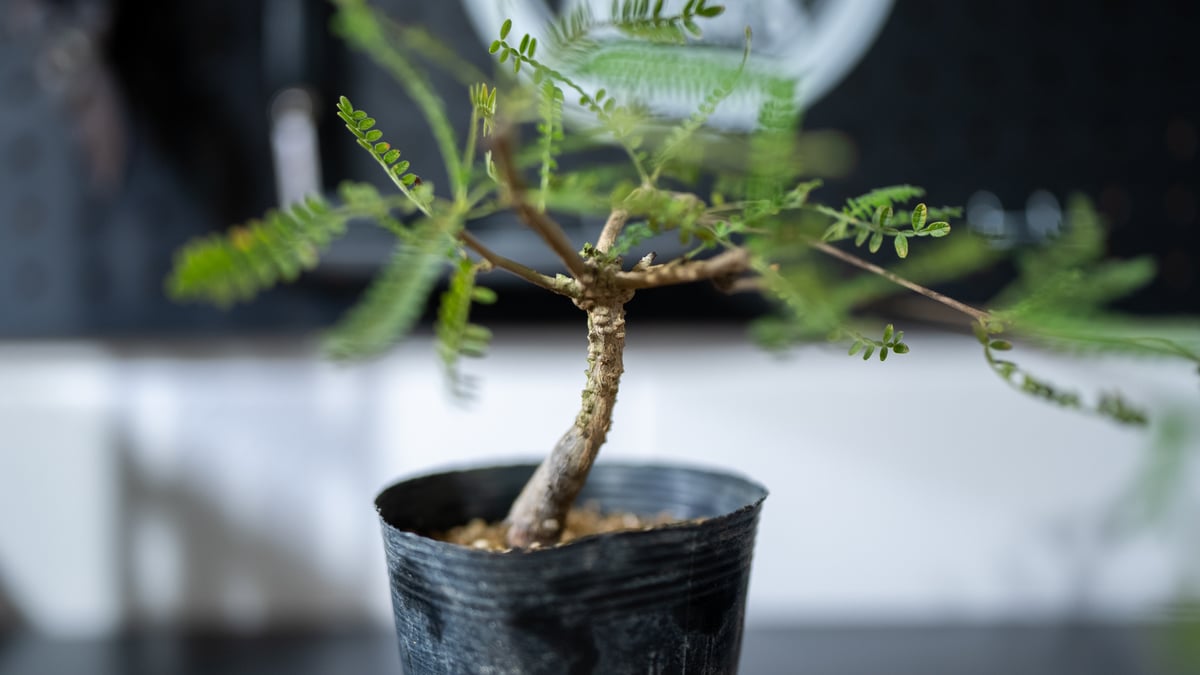 オペルクリカリア ヒファエノイデス | mana's green:塊根植物 オペルクリカリア ヒファエノイデス | mana's green:塊根植物