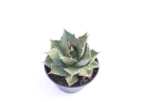 Agave titanota FO-76  compacta  no.４
