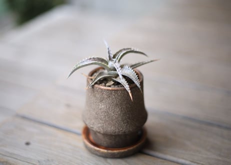 ディッキア 　 Dyckia