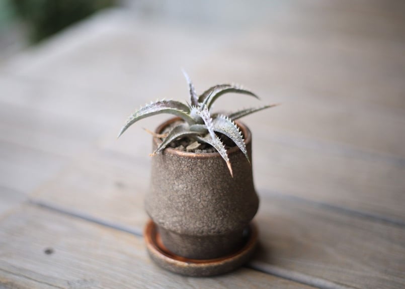 ディッキア Dyckia | mana's farm:塊根植物・アガベ・ドライガーデン