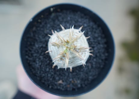 パキポディウム　恵比寿大黒　Pachypodium Densicaule　No.8