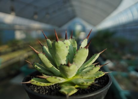 アガベ　マクロアカンサ×ポタトラム　 Agave macroacantha×potatorum