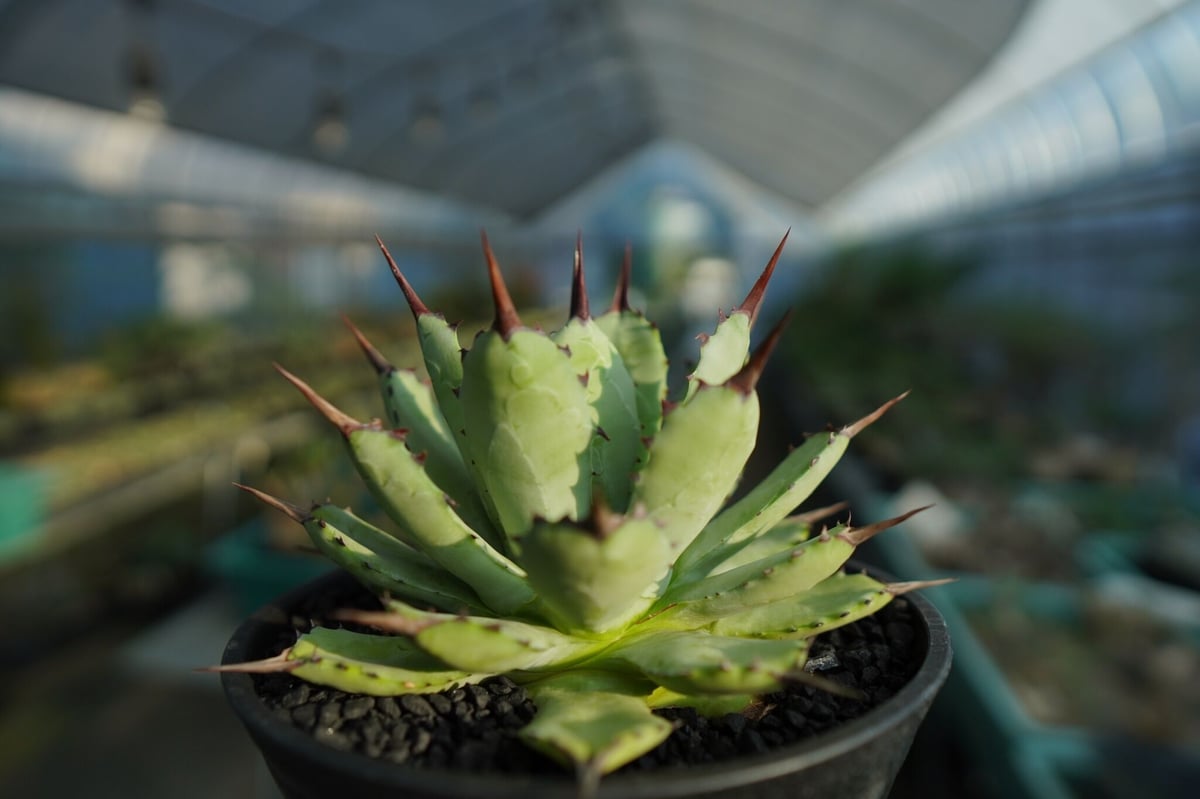 アガベ マクロアカンサ×ポタトラム Agave macroacantha×potatorum