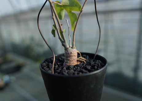 アデニア　イサロエンシス　Adenia isaloensis
