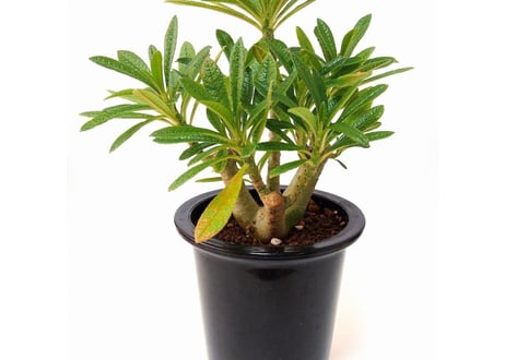 Dorstenia gigas　ドルステニア　ギガス