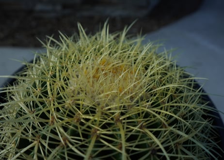 金鯱　Echinocactus grusonii No.2