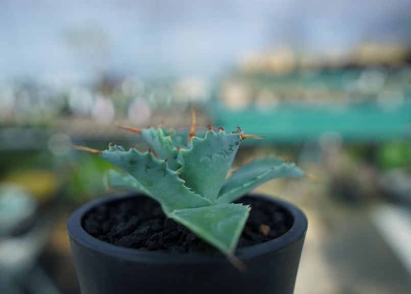 アガベ イシスメンシス Agave Isthmensis No.2 | mana's farm