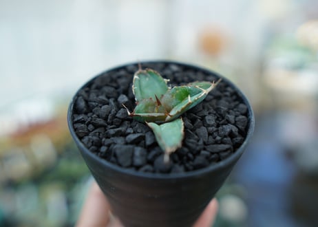 アガベ　チタノタ　 ブラックアンドブルー 　Agave titanota black and blue　No.7