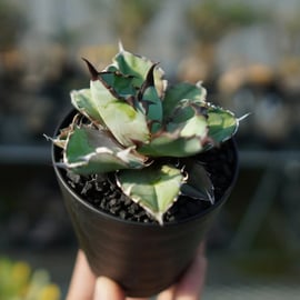 沖縄で育成したBBを1株限定でアップします。 | mana's farm