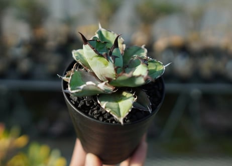 アガベ　チタノタ　 ブラックアンドブルー 　Agave titanota black and blue  No.2