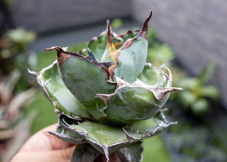 Agave B&B  №1