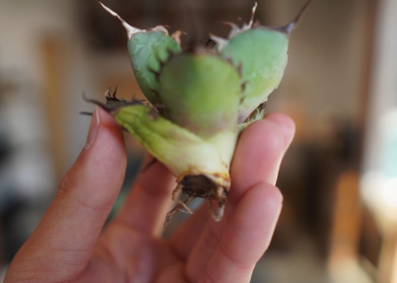 アガベ　チタノタ　ハデス　親株　agave アガベ チタノタ ハデス Agave titanota Hades | mana's farm