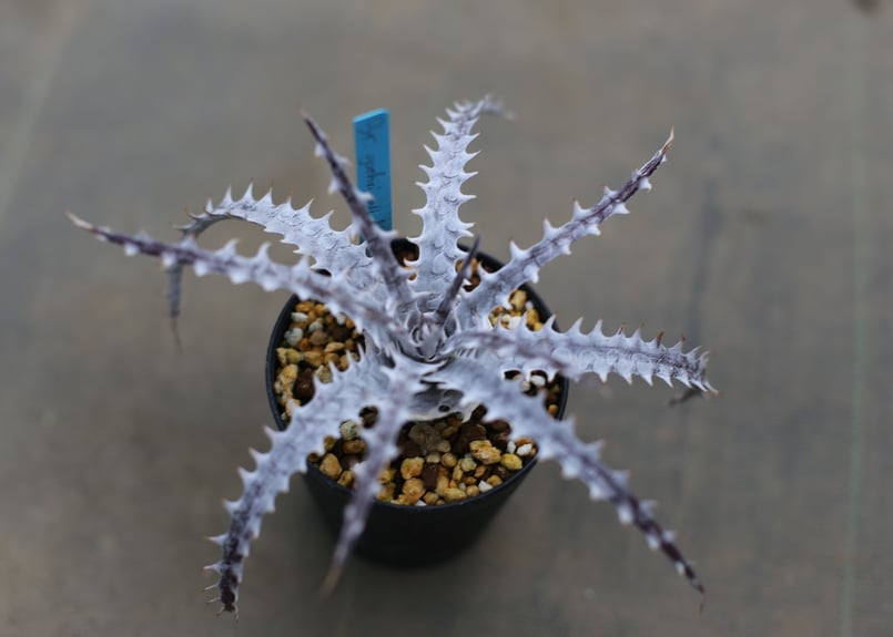 発根済み ディッキア Dyckia goehringii New Form ⑴ ディッキア dyckia goehringii new form x bkk | mana's