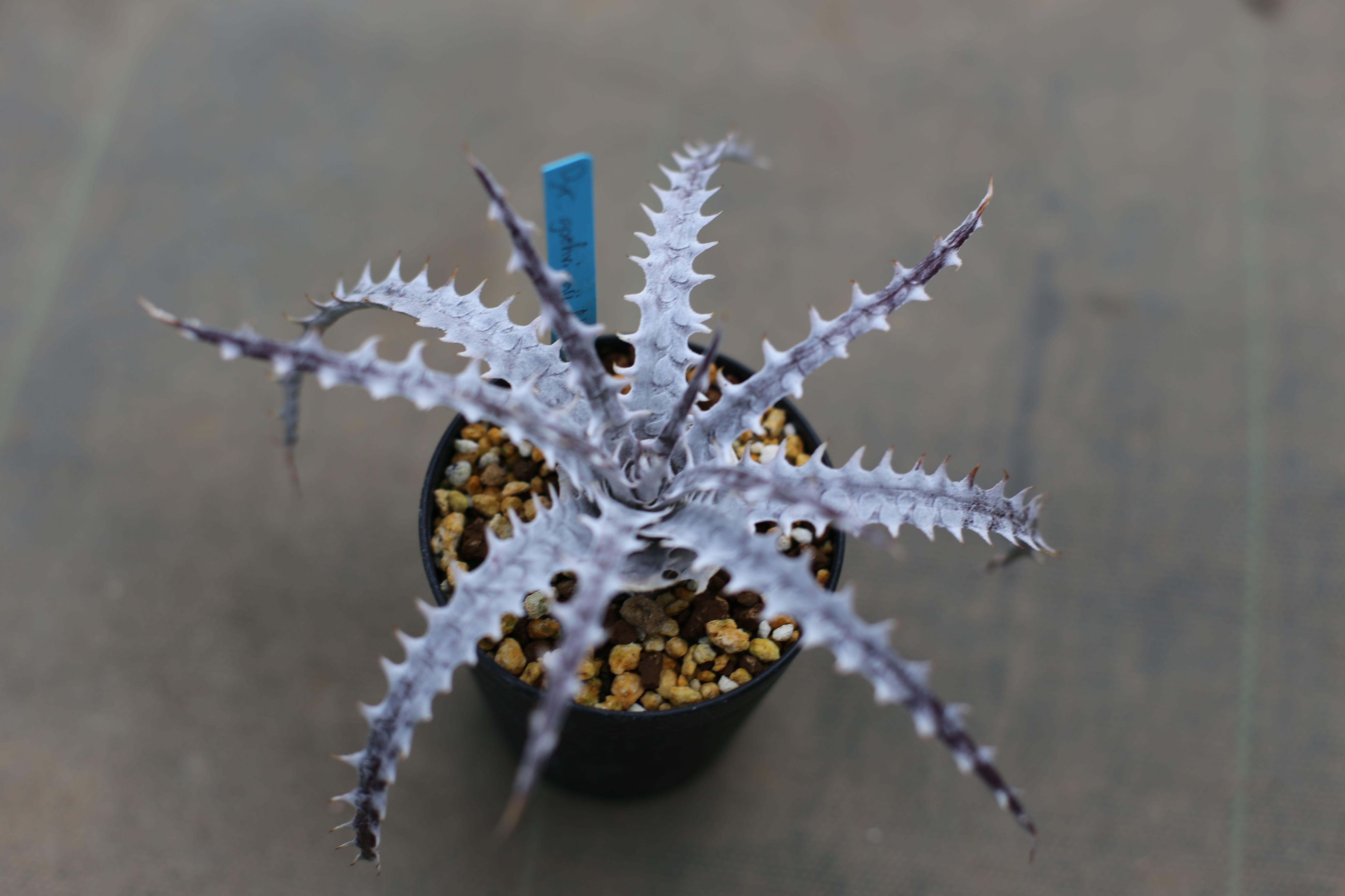 発根済み ディッキア Dyckia goehringii New Form ⑵ ディッキア dyckia goehringii new form x bkk | mana's