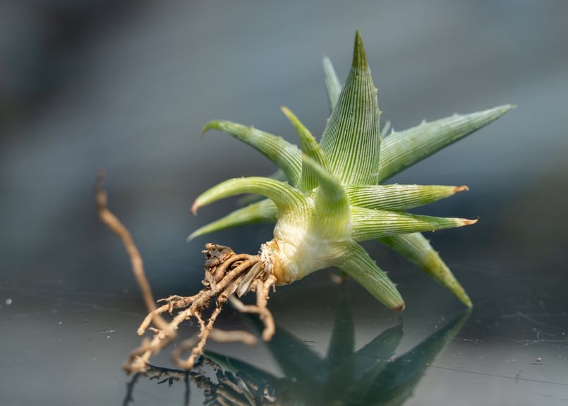 アガベ ディッキア ムーングロー | mana's farm:塊根植物・アガベ