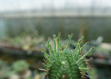 ユーフォルビア　バリダ　Euphorbia valida　No.7