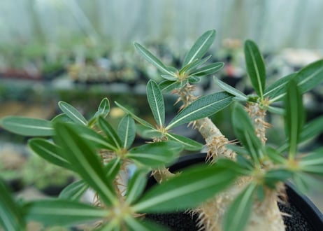 パキポディウム　デンシフローラム Pachypodium densiflorum  No.1