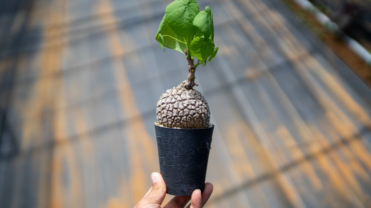 大株 ステファニアスベローサ ① 発根済み