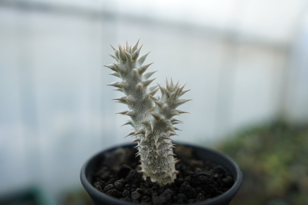 パキポディウム 伊藤ハイブリッド Pachypodium 'Itoh Hybrid' No.
