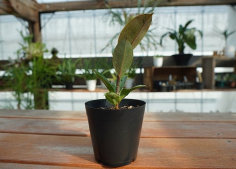 フィカス　ジン　Ficus elastica ”Jin”