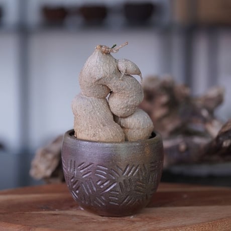 ケドロスティスアフリカーナ | STORES