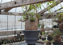 アガベ チタノタ R agave titanota R A8 | mana's farm:塊根