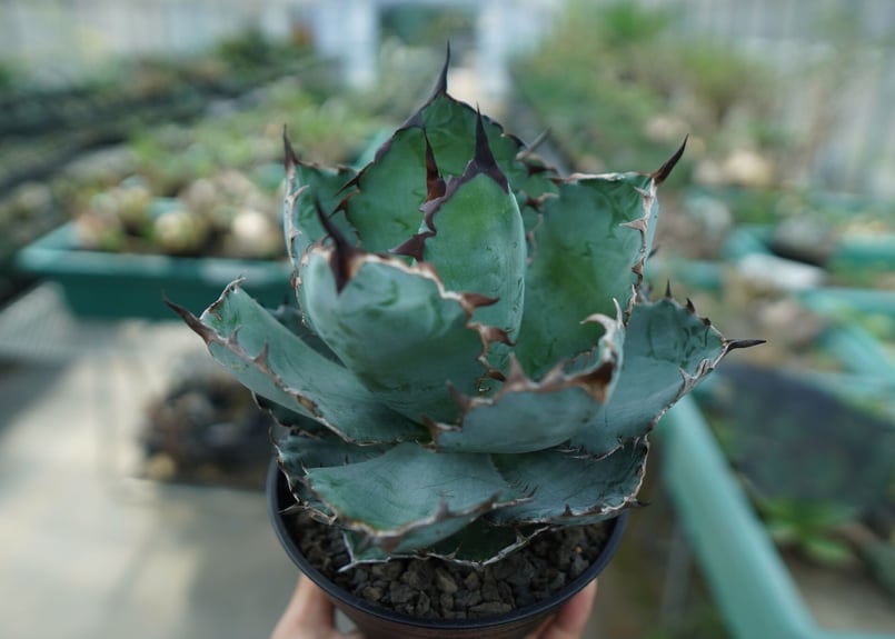 アガベ チタノタ ブラックアンドブルー Agave titanota black and