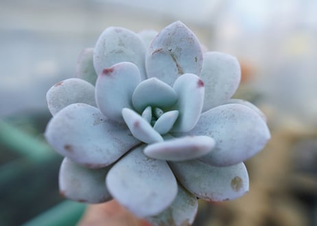 エケベリア　ラウイ　Echeveria laui　No.1
