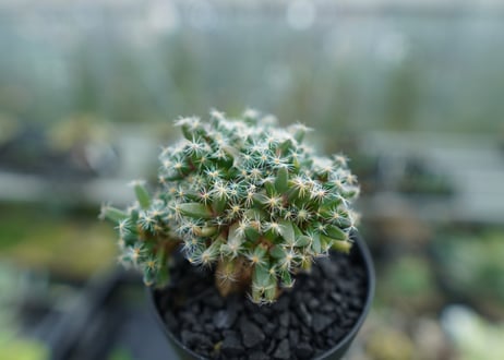 トリコディアデマ　デンサム　Trichodiadema densum  No.1