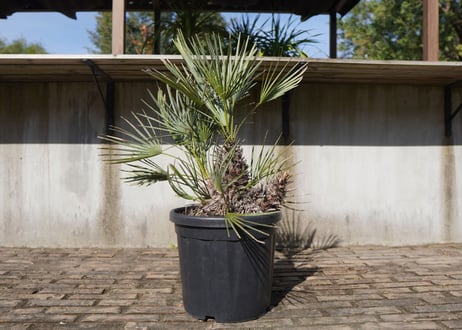 チャメロプス　セリフェラ 　Chamaerops humilis var. Cerifera　NO.1