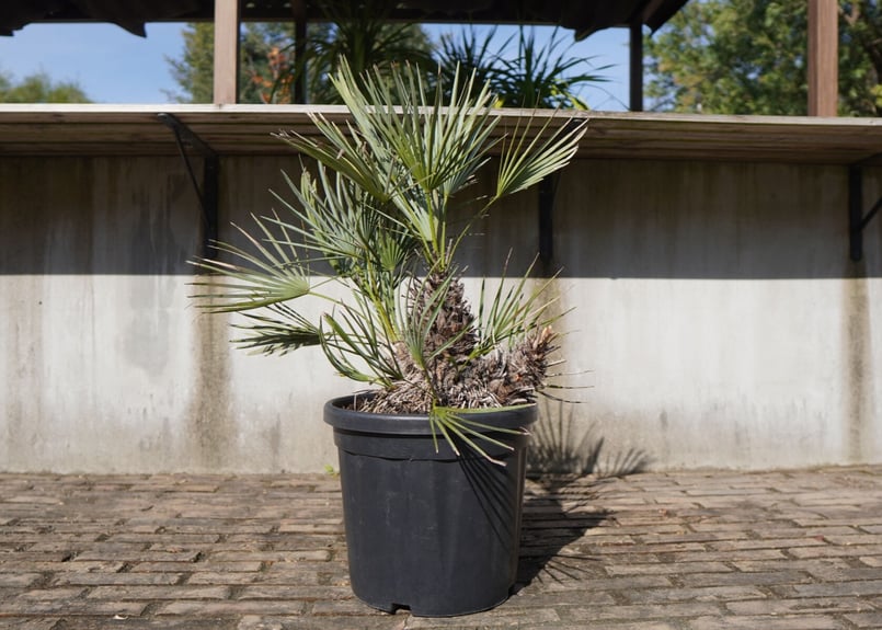 チャメロプス セリフェラ Chamaerops humilis var. Cerifera