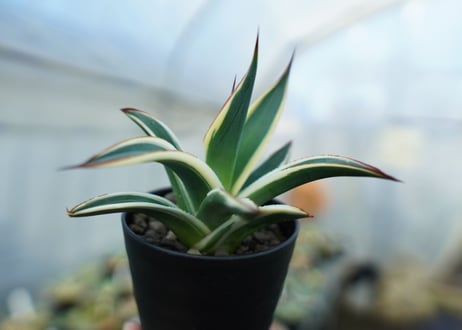 アガベ　ブルーグロー錦　Agave Blue Glow